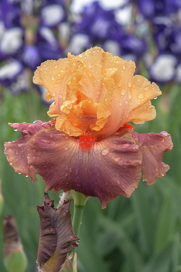 Beauty Of Irises. Rio 2 Photograph by Jenny Rainbow