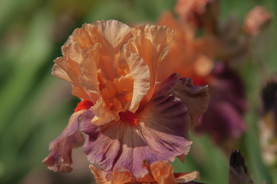 Beauty Of Irises. Rio 4 Photograph by Jenny Rainbow