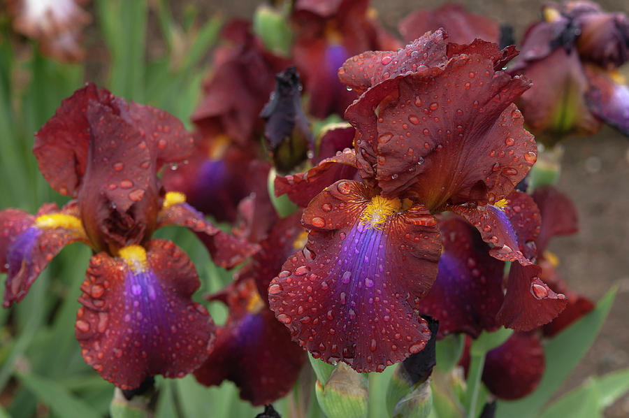 Beauty Of Irises. Royal Tapestry 1 Photograph by Jenny Rainbow
