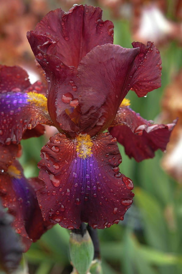 Beauty Of Irises. Royal Tapestry 2 Photograph by Jenny Rainbow