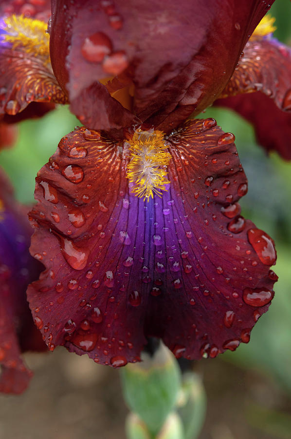 Beauty Of Irises. Royal Tapestry 3 Photograph by Jenny Rainbow