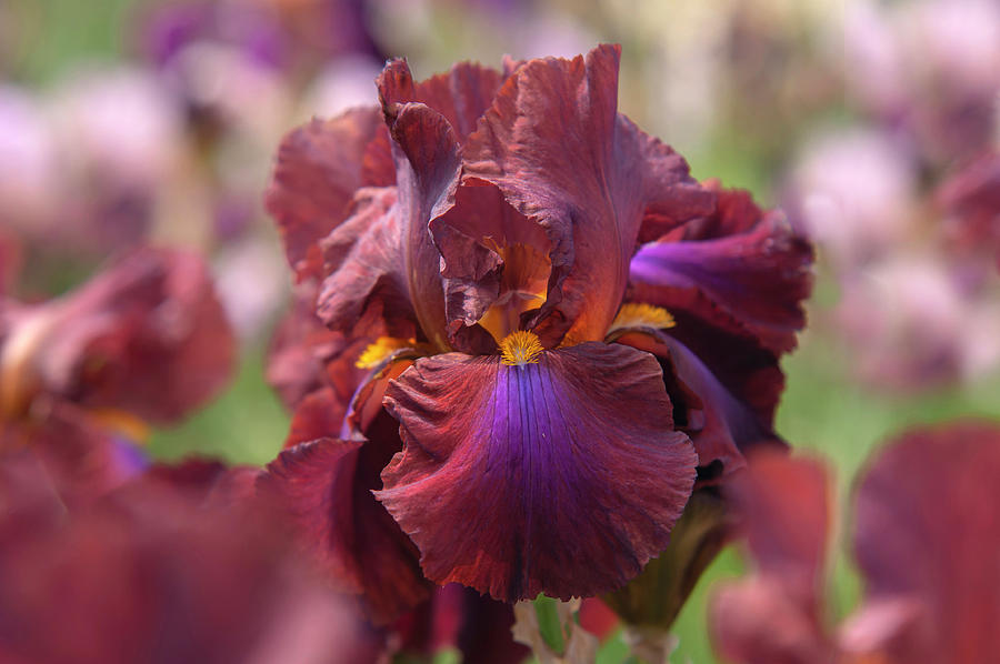 Beauty Of Irises. Royal Tapestry 5 Photograph by Jenny Rainbow