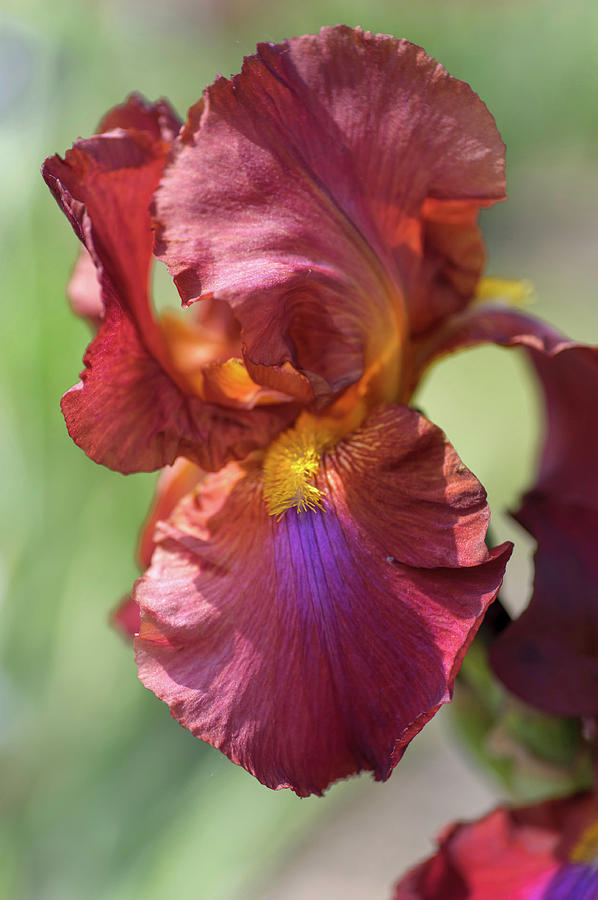 Beauty Of Irises. Royal Tapestry Photograph by Jenny Rainbow