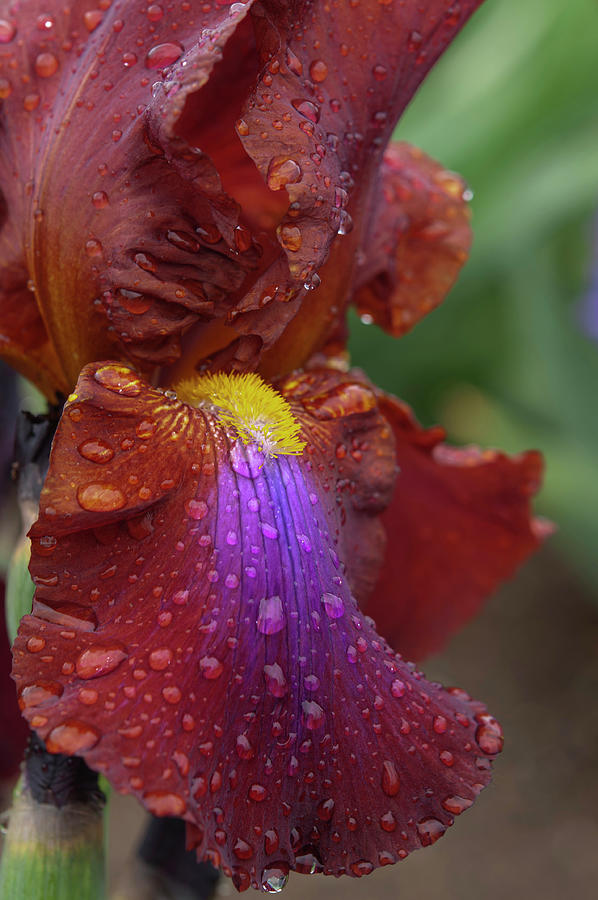 Beauty Of Irises. Royal Tapestry Macro Photograph by Jenny Rainbow