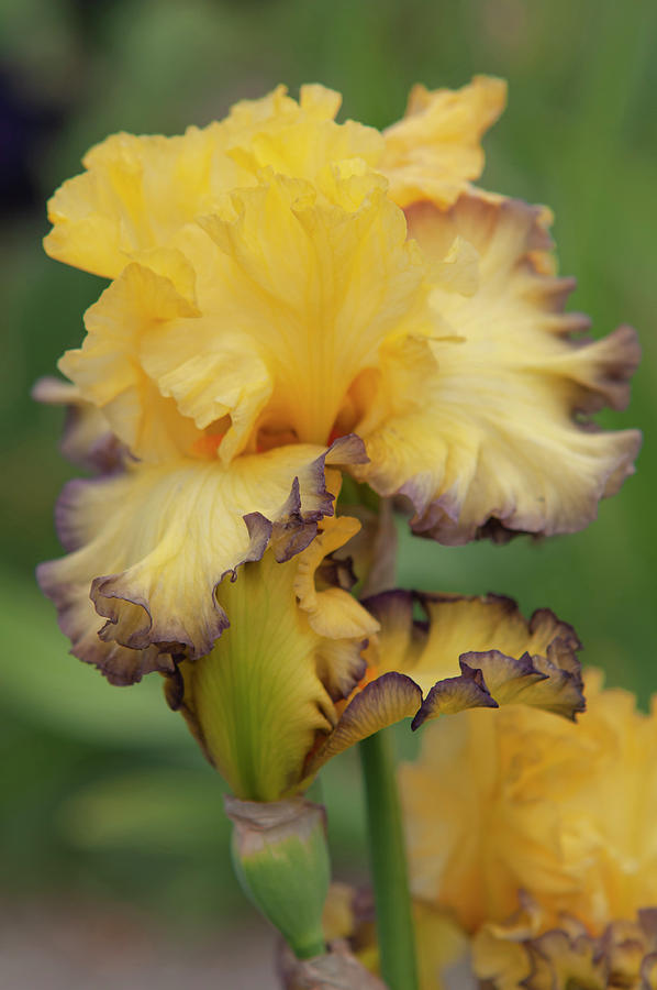 Beauty Of Irises. Ruby Moon 2 Photograph by Jenny Rainbow