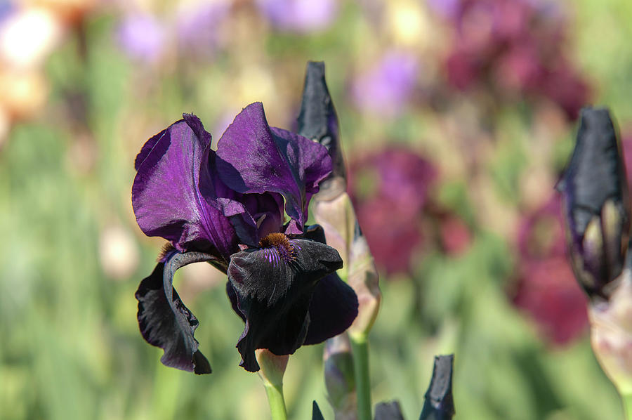 Beauty Of Irises. Sable Night 1 Photograph by Jenny Rainbow