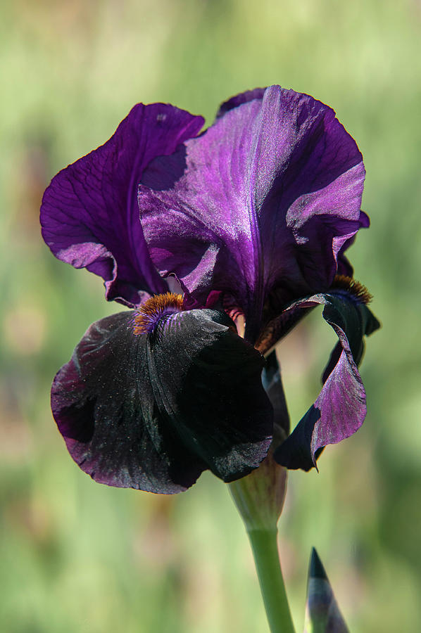 Beauty Of Irises. Sable Night 2 Photograph by Jenny Rainbow