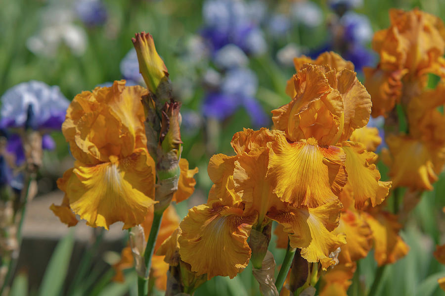Beauty Of Irises. Saffron Robe 1 Photograph by Jenny Rainbow