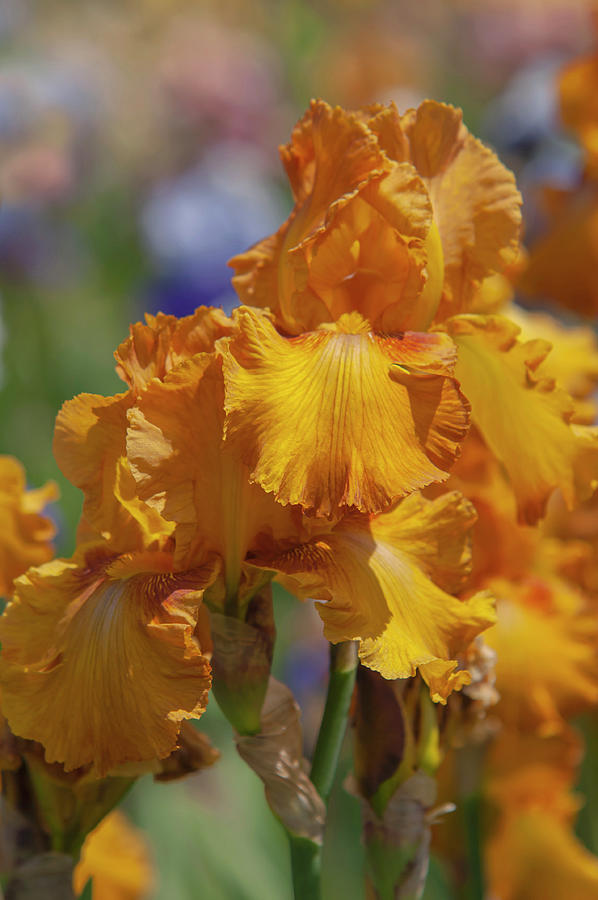 Beauty Of Irises. Saffron Robe 2 Photograph by Jenny Rainbow