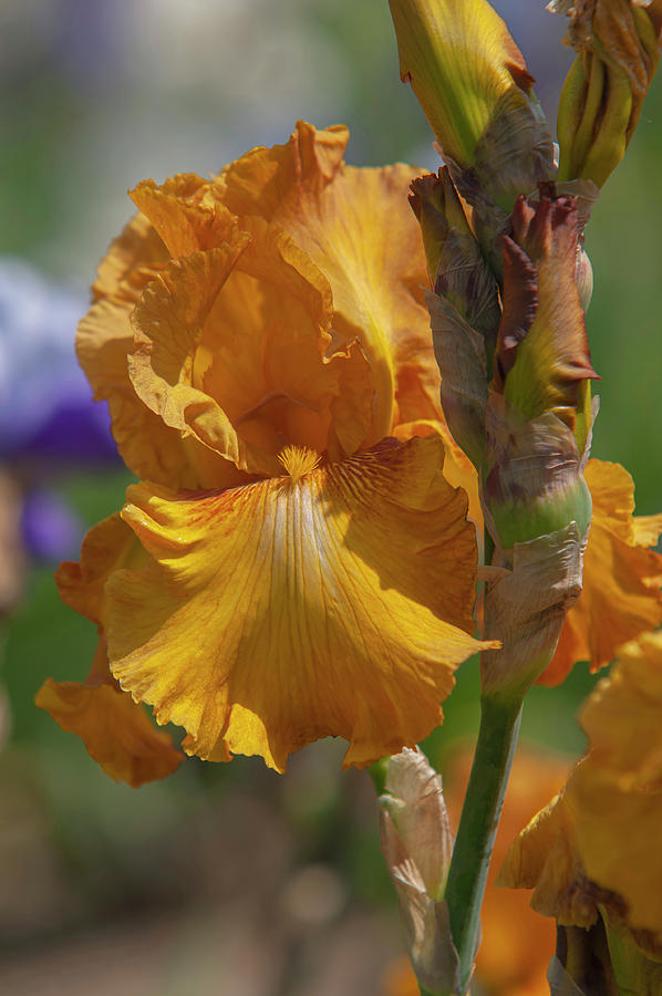 Beauty Of Irises. Saffron Robe 3 Photograph by Jenny Rainbow