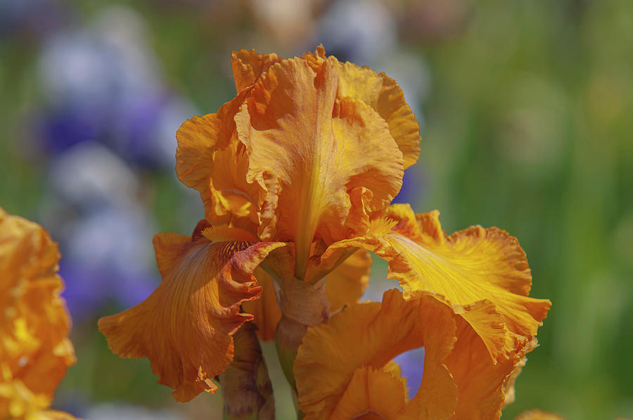 Beauty Of Irises. Saffron Robe Photograph by Jenny Rainbow
