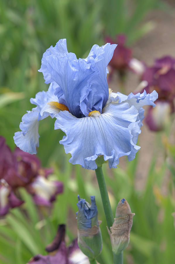 Beauty Of Irises. Sea for Miles 1 Photograph by Jenny Rainbow Fine