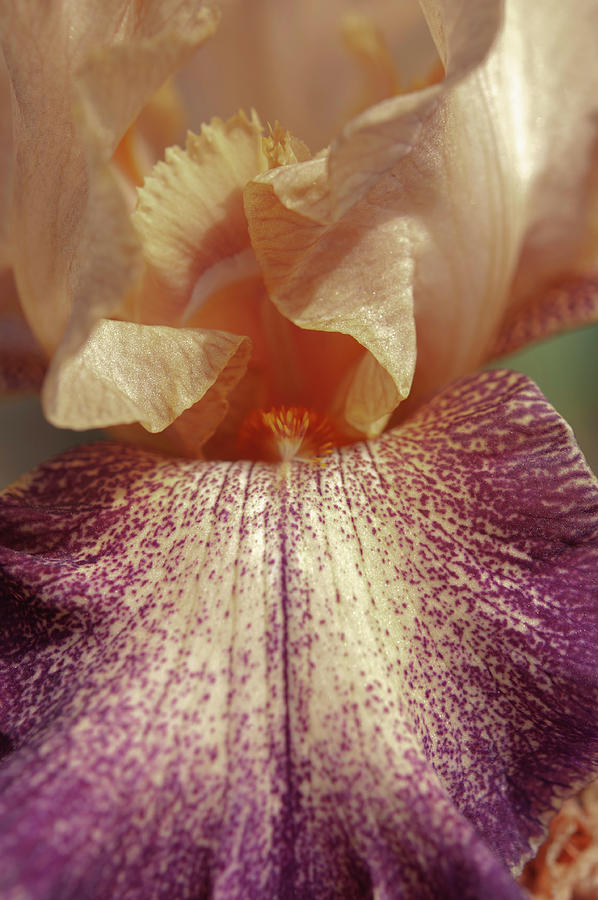 Beauty Of Irises. Secret Melody Macro Photograph by Jenny Rainbow