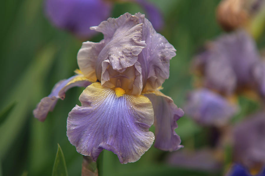 Beauty Of Irises - Seda Alternativa Photograph by Jenny Rainbow