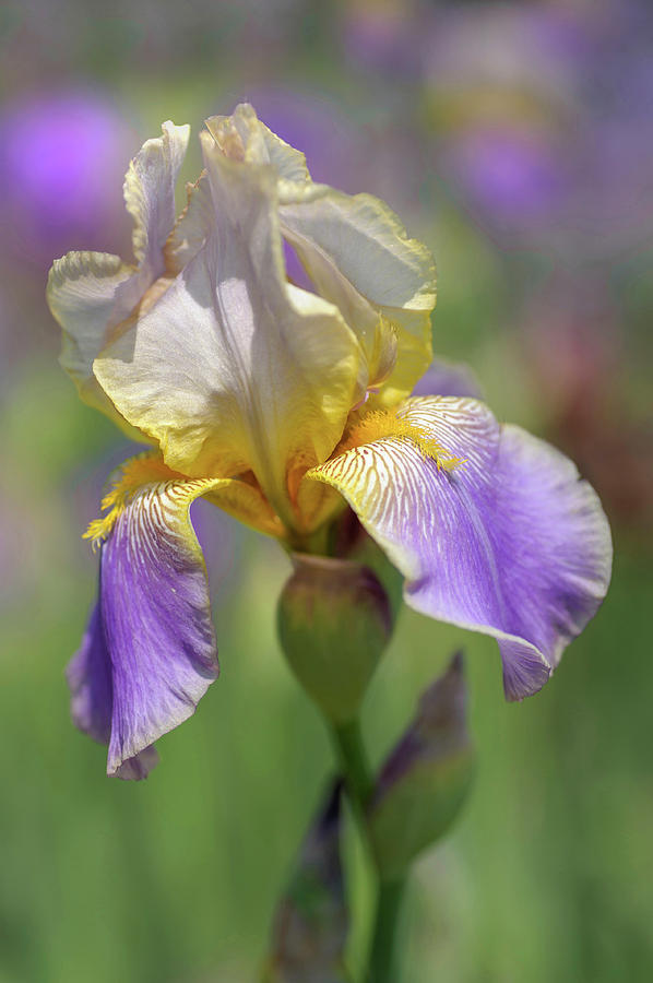 Beauty Of Irises. Serenite 1 Photograph by Jenny Rainbow