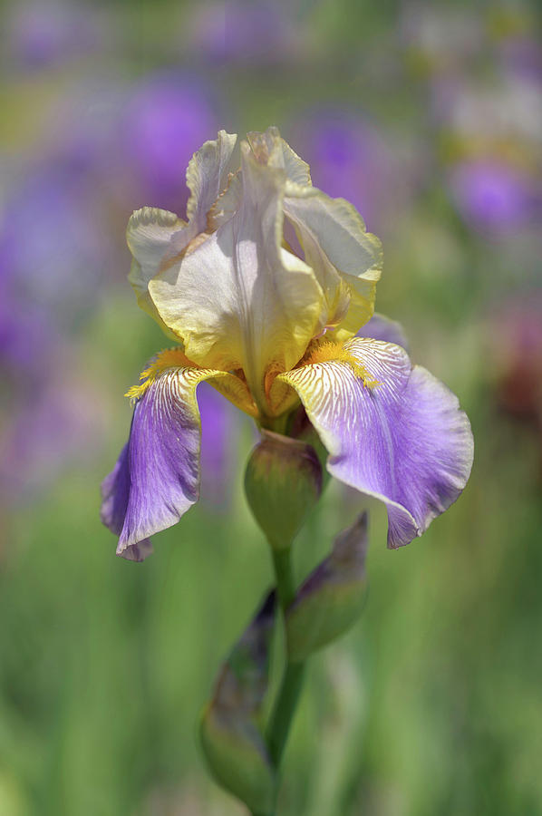 Beauty Of Irises. Serenite Photograph by Jenny Rainbow