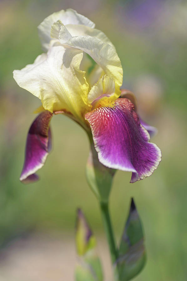 Beauty Of Irises. Shah Jehan Photograph by Jenny Rainbow