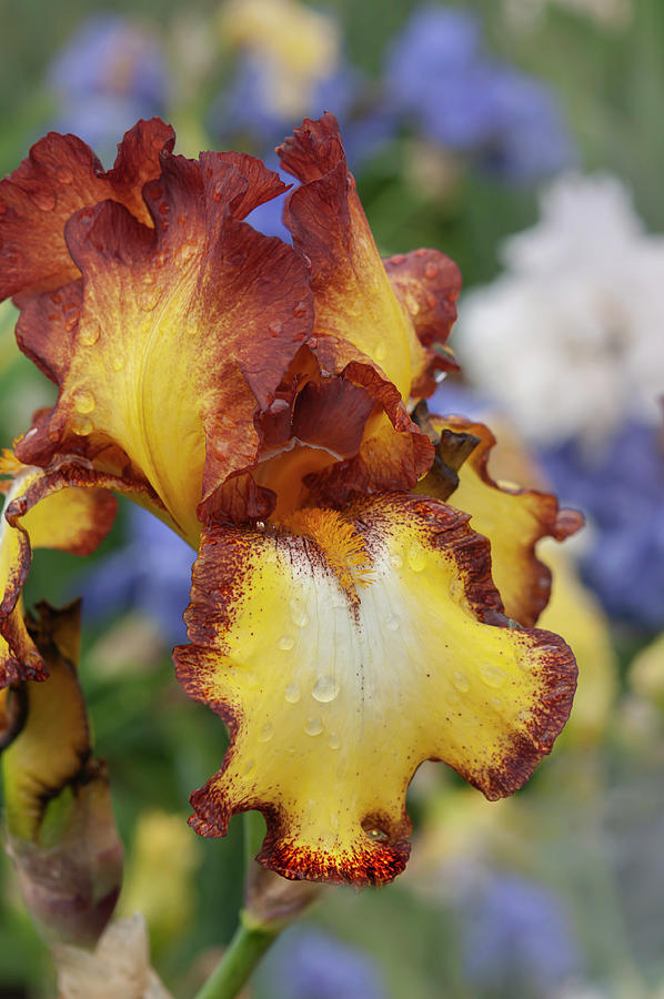 Beauty Of Irises. Showcase 1 Photograph