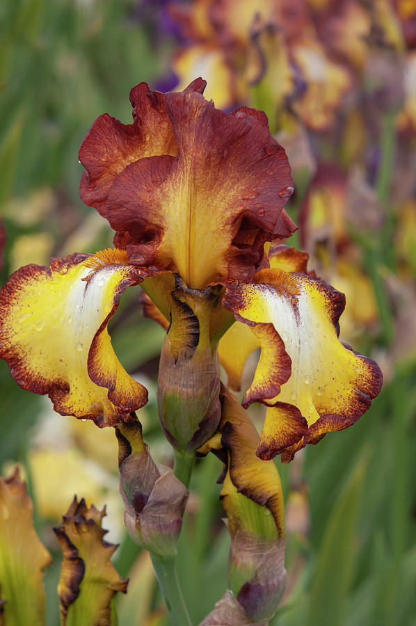 Beauty Of Irises. Showcase 2 Photograph by Jenny Rainbow