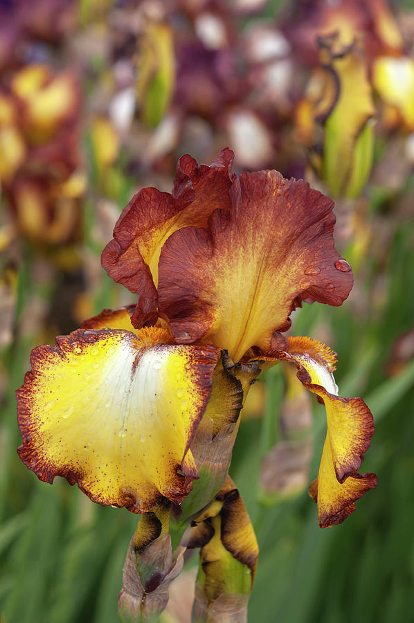 Beauty Of Irises. Showcase 5 Photograph by Jenny Rainbow