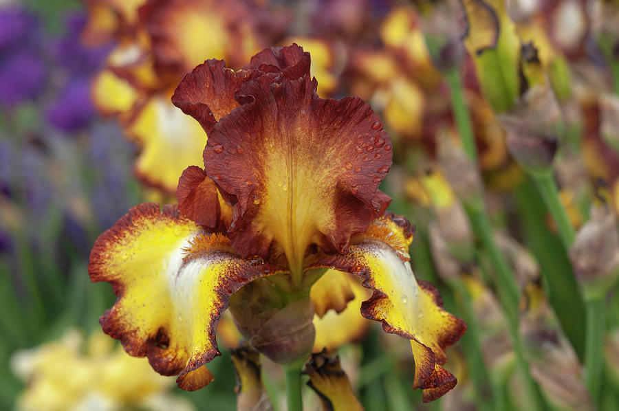 Beauty Of Irises. Showcase Photograph