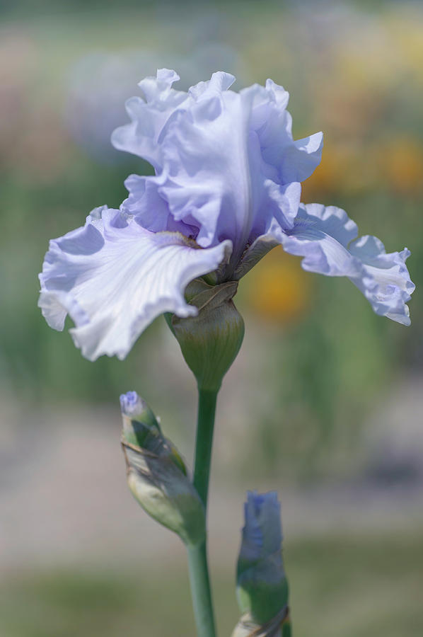 Beauty Of Irises. Silverado Photograph by Jenny Rainbow