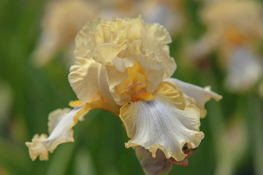 Beauty Of Irises. Sky Hooks 3 Photograph by Jenny Rainbow