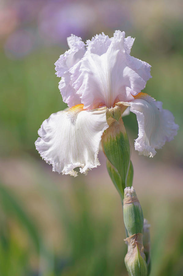 Beauty Of Irises. Slahacka Photograph by Jenny Rainbow