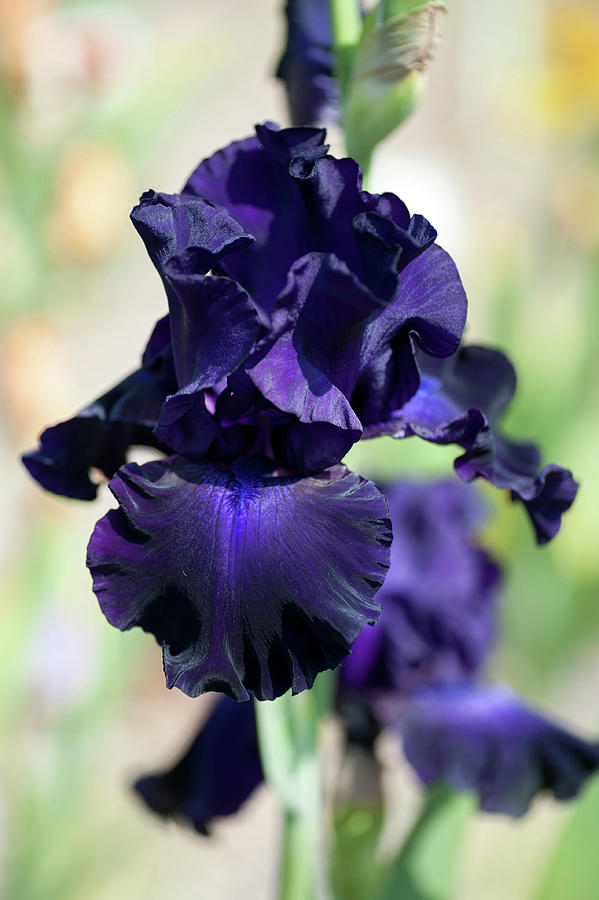 Beauty Of Irises. Slovak Sapphire by Jenny Rainbow Beauty Of Irises. Slovak Sapphire by Jenny Rainbow