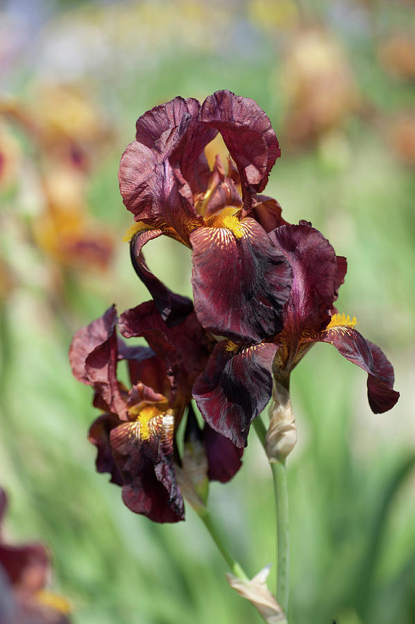 Beauty Of Irises. Solid Mahogany Photograph by Jenny Rainbow