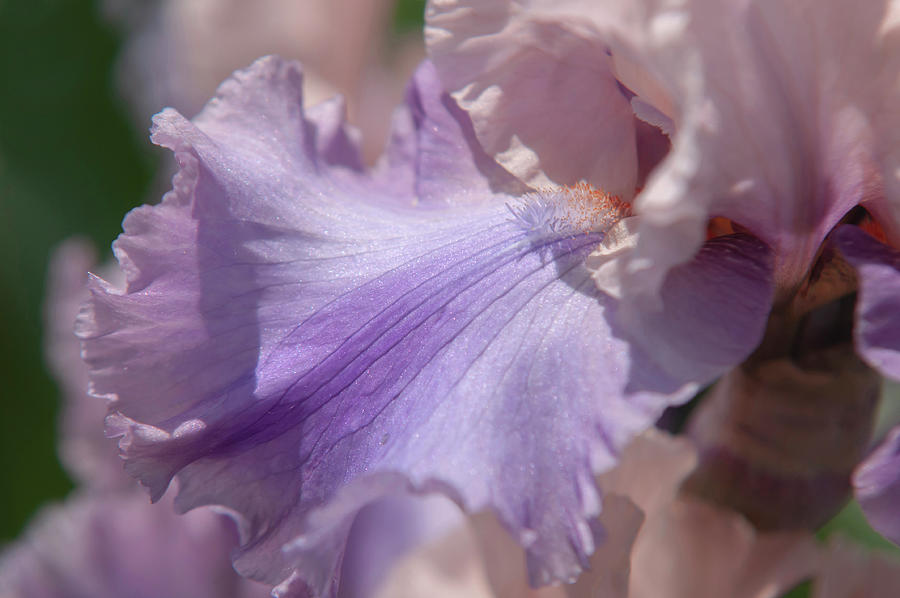 Beauty Of Irises. Sotto Voce 1 Photograph by Jenny Rainbow