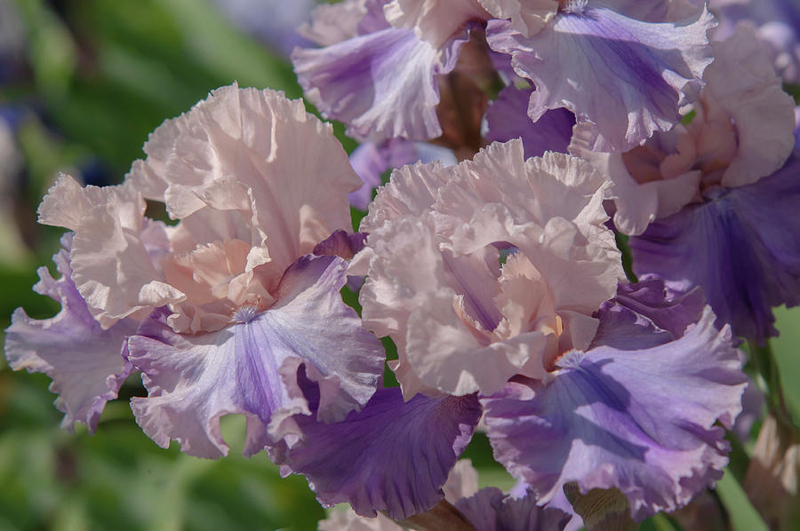 Beauty Of Irises. Sotto Voce 2 Photograph by Jenny Rainbow