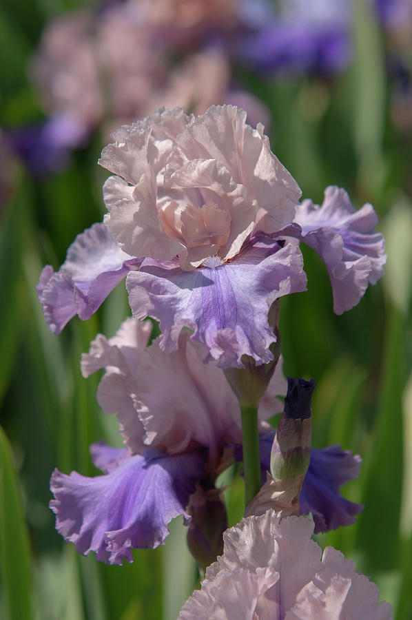Beauty Of Irises. Sotto Voce 3  Photograph by Jenny Rainbow