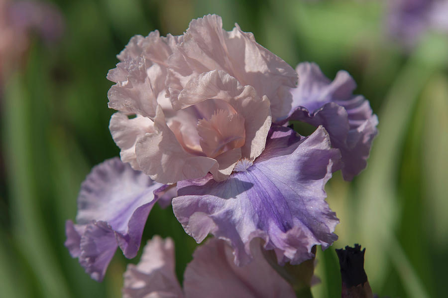 Beauty Of Irises. Sotto Voce 4 Photograph by Jenny Rainbow