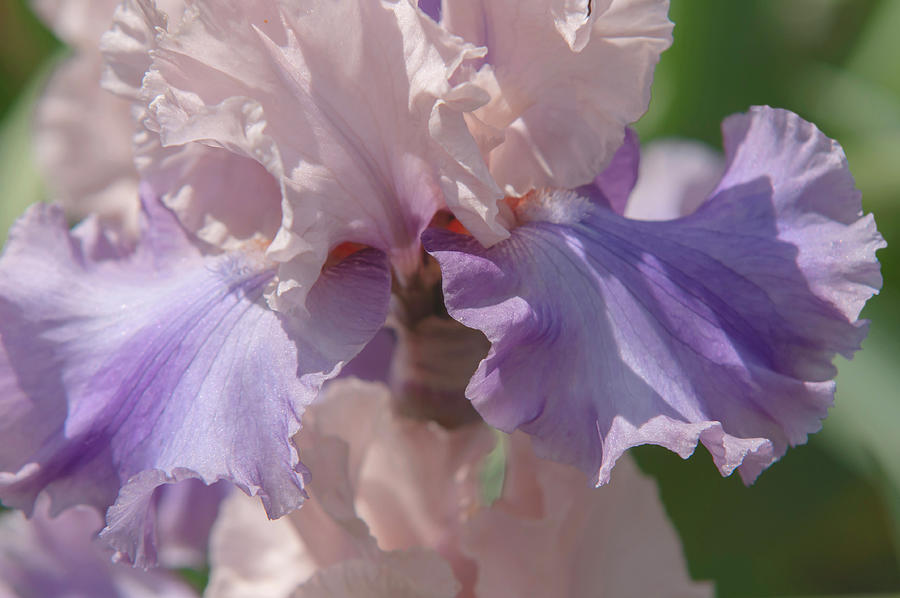 Beauty Of Irises. Sotto Voce Photograph by Jenny Rainbow