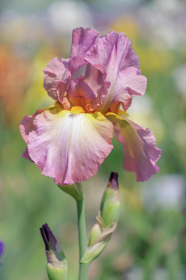 Beauty Of Irises. Souzvuk Photograph by Jenny Rainbow