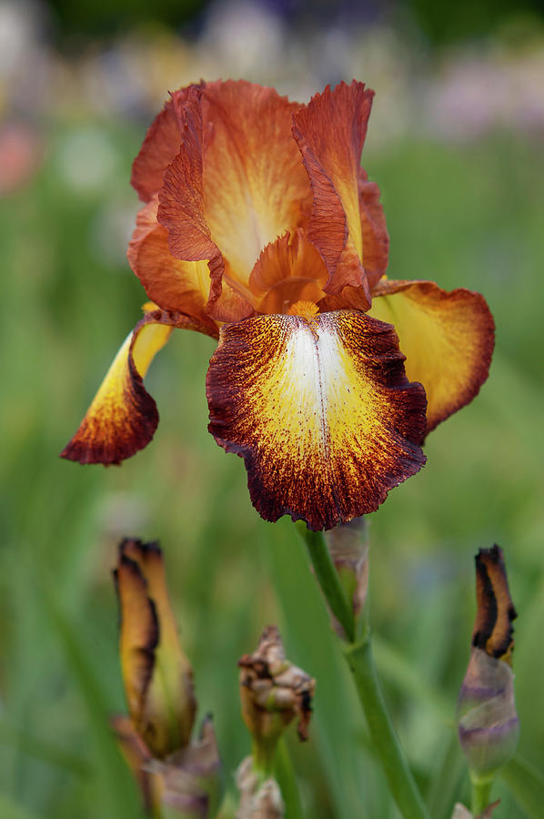 Beauty Of Irises. Spreckles 2 Photograph by Jenny Rainbow