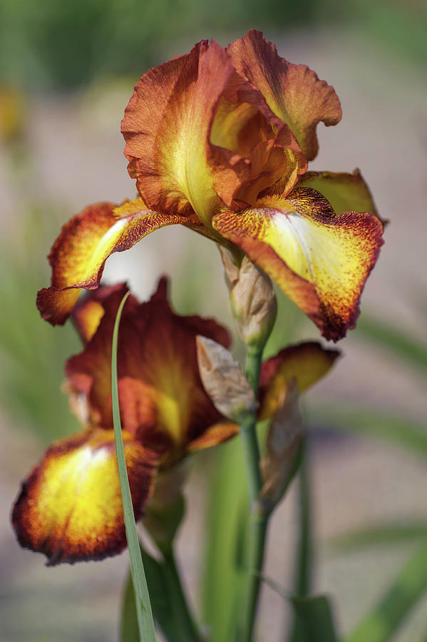 Beauty Of Irises. Spreckles Photograph by Jenny Rainbow