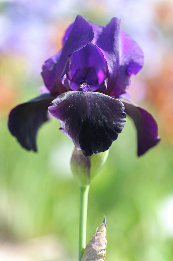 Beauty Of Irises. Storm Warning Photograph by Jenny Rainbow