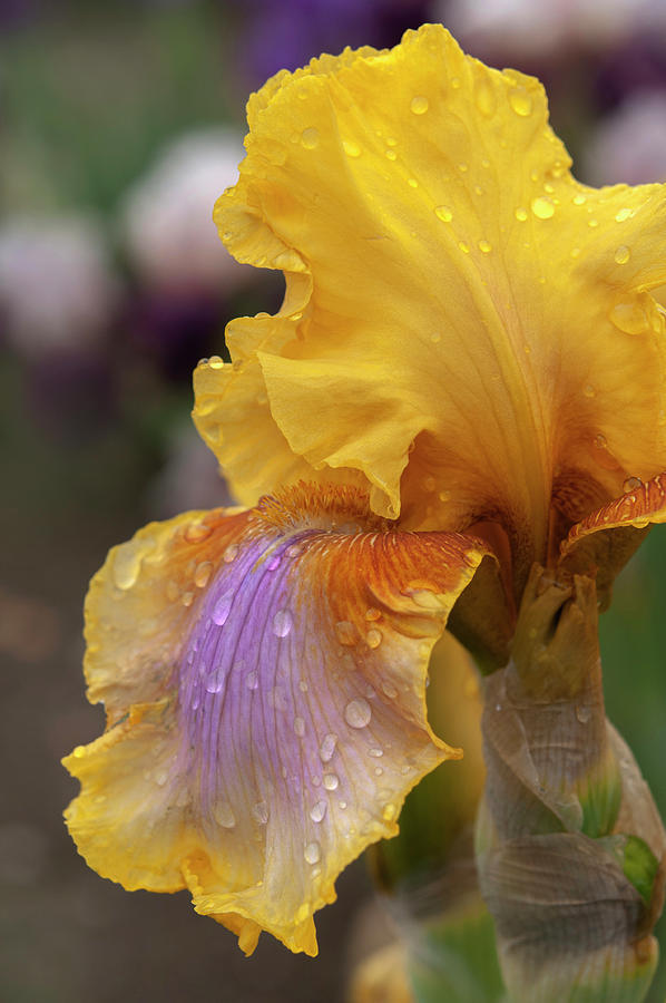 Beauty Of Irises. Strange Brew 1 Photograph by Jenny Rainbow