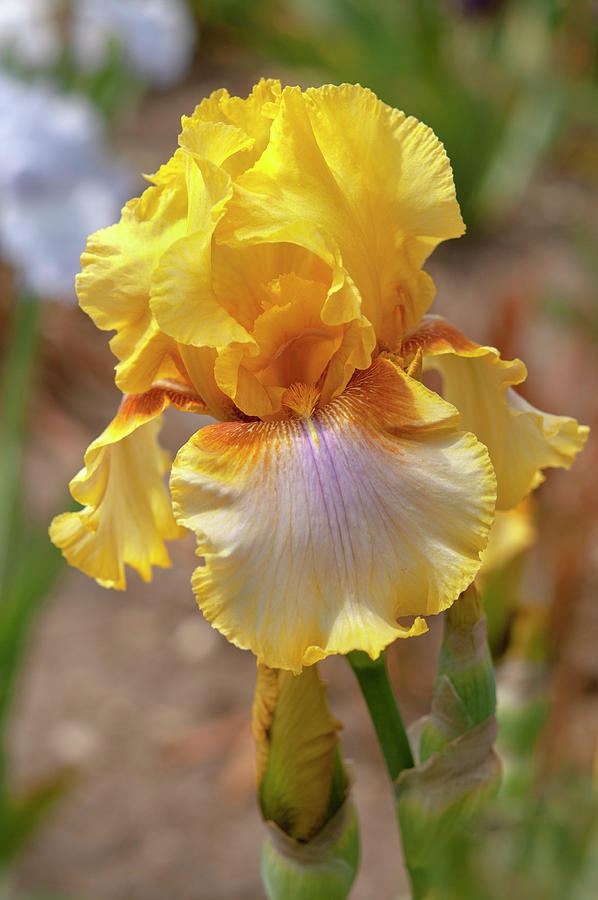 Beauty Of Irises. Strange Brew 3 Photograph by Jenny Rainbow