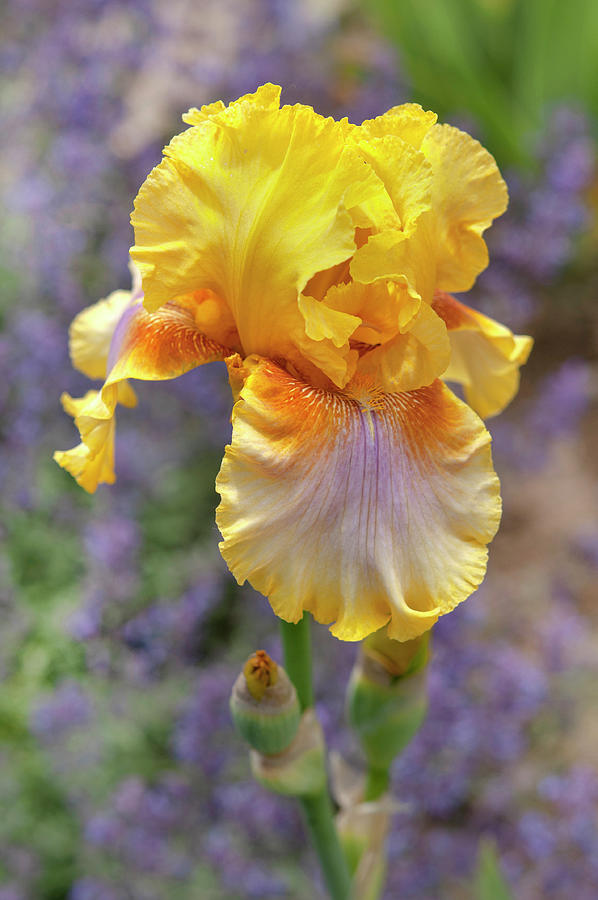 Beauty Of Irises. Strange Brew 4 Photograph by Jenny Rainbow