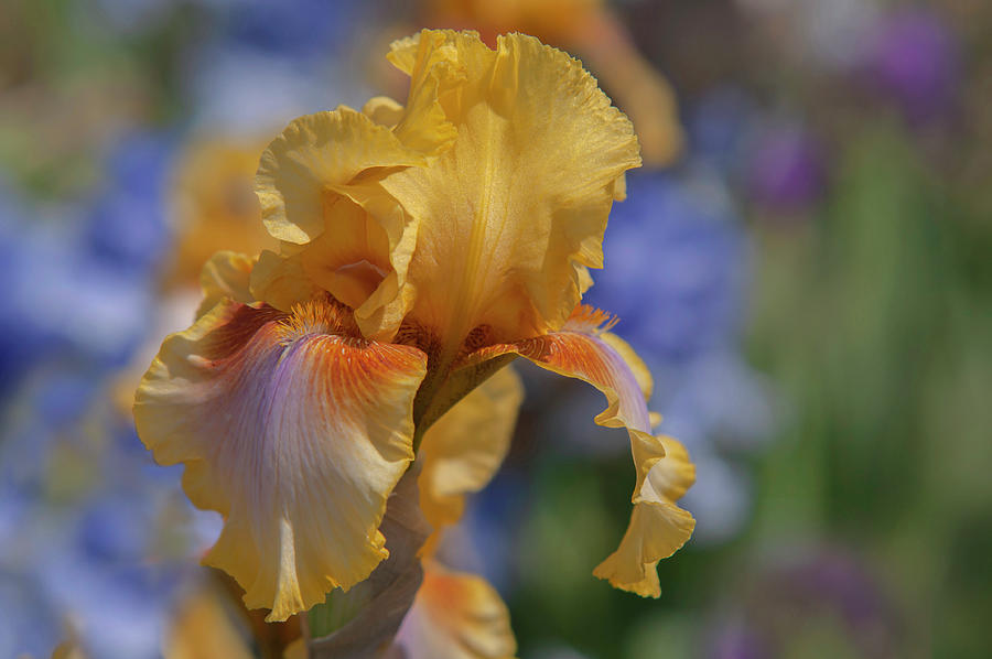 Beauty Of Irises. Strange Brew 5 Photograph by Jenny Rainbow