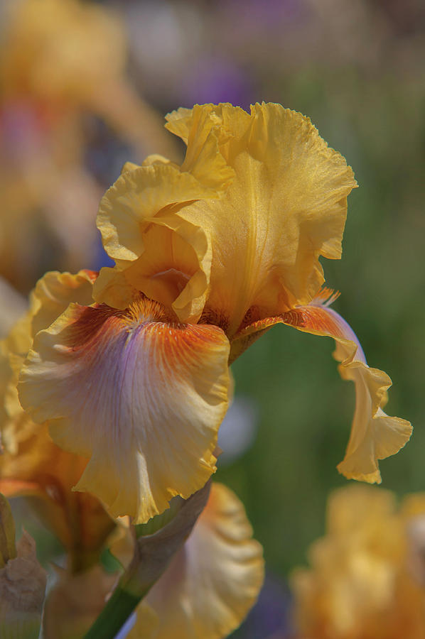 Beauty Of Irises. Strange Brew 6 Photograph by Jenny Rainbow