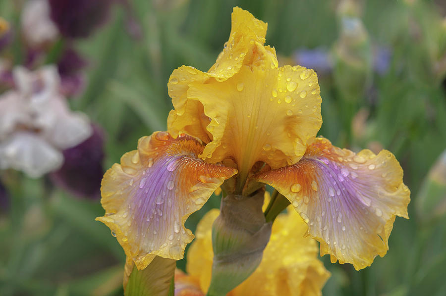 Beauty Of Irises. Strange Brew Photograph by Jenny Rainbow