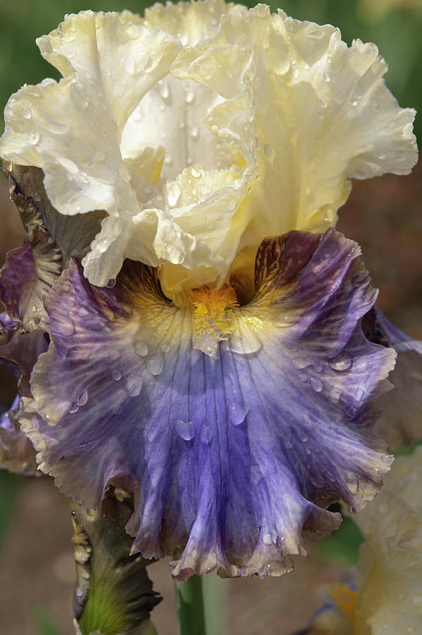 Beauty Of Irises - Style Traveller CloseUp 1 Photograph by Jenny Rainbow