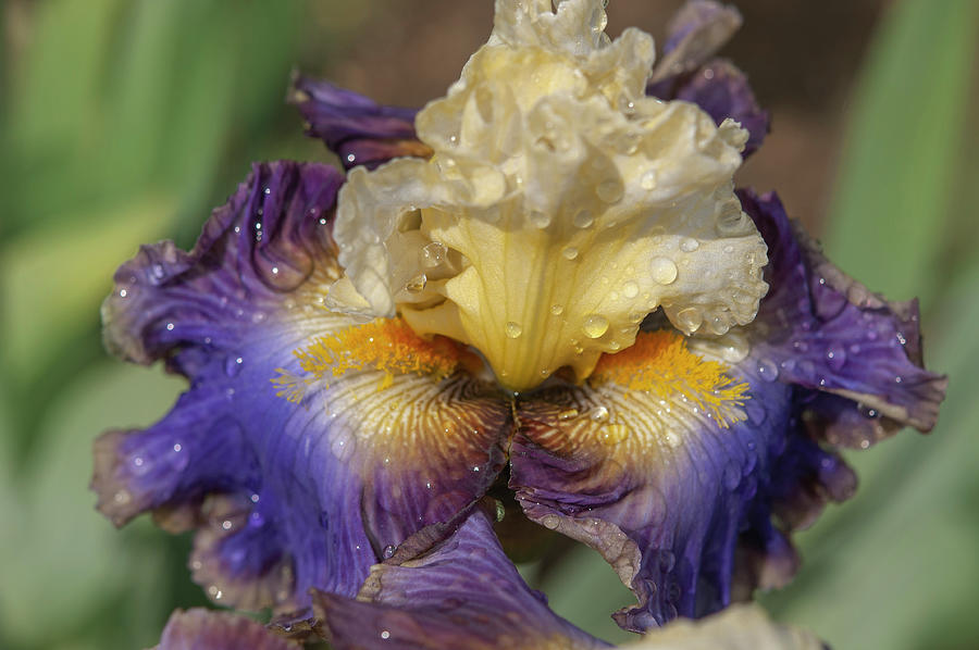 Beauty Of Irises. Style Traveller Photograph by Jenny Rainbow