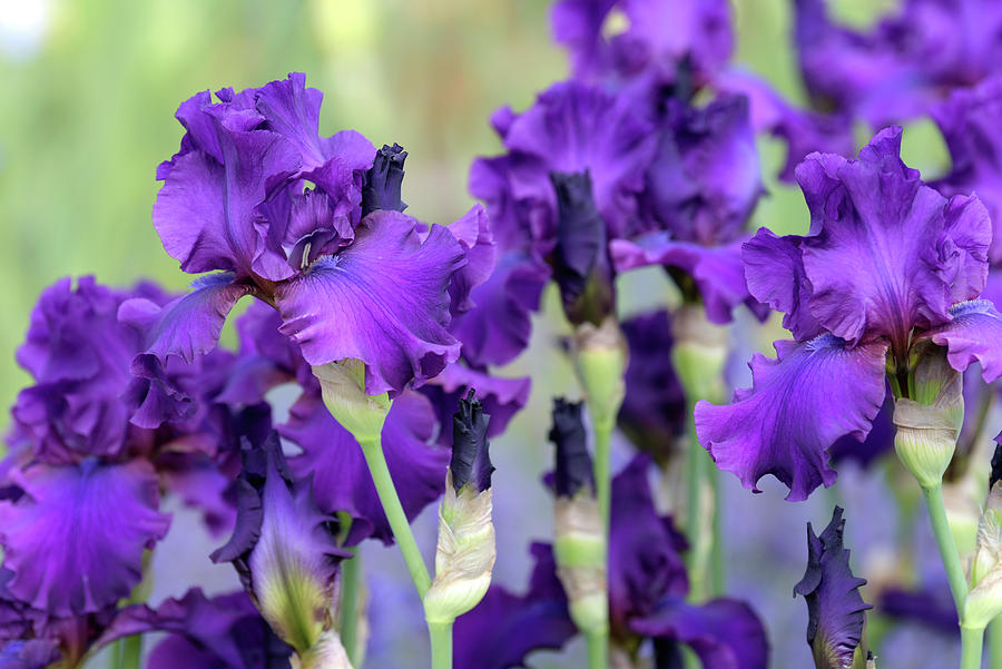 Beauty Of Irises. Sultry Mood 2 Photograph by Jenny Rainbow