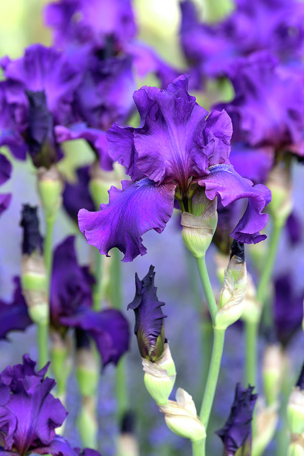 Beauty Of Irises. Sultry Mood 3 Photograph by Jenny Rainbow