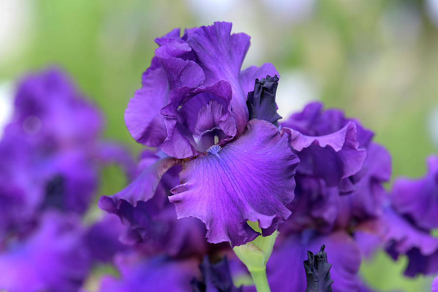 Beauty Of Irises. Sultry Mood 4 Photograph by Jenny Rainbow